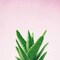 Succulent Simplicity V on Pink Poster Print by Felicity Bradley - Item # VARPDX34350
